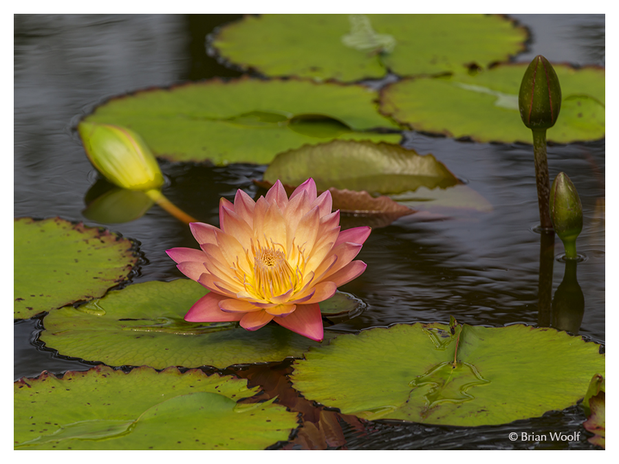 Water Lily Two